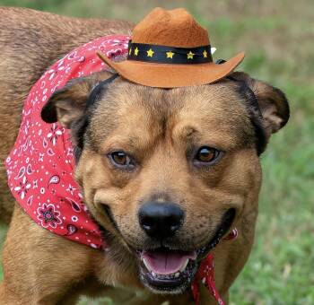 Dubai -  Bulldog and Hound Dog for Adoption in Houston, Texas - Dubai | PetCurious
