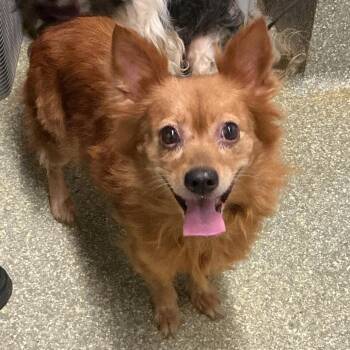 IVHS-A-140763 -  Chihuahua Dog for Adoption in San Gabriel, California - IVHS-A-140763 | PetCurious