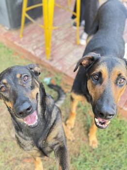 Rescue Doberman Pinscher Dogs for Adoption in Nashville, Tennessee - Harriet (and Ozzie Bonded Pair) | PetCurious
