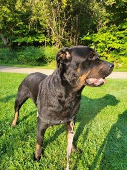 Phoebe -  Rottweiler Dog for Adoption in Oshawa, Ontario - Phoebe | PetCurious