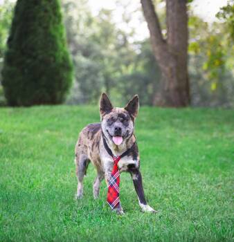 Snoopy -  Catahoula Leopard Dog Dog for Adoption in Coatesville, Pennsylvania - Snoopy | PetCurious