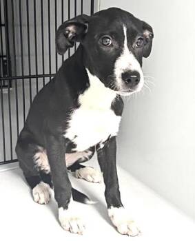 A658821 -  Labrador Retriever and Mixed Breed Dog for Adoption in Houston, Texas - A658821 | PetCurious