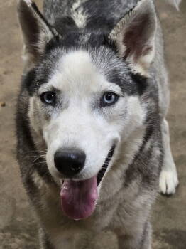 Rescue Siberian Husky Dogs for Adoption in Odenton, Maryland - Zoe | PetCurious