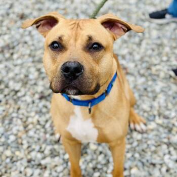 Rescue American Bully Dogs for Adoption in Jackson Township, New Jersey - Rocky | PetCurious