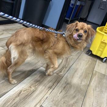 Chucky -  Mixed Breed Dog for Adoption in Newark, New Jersey - Chucky | PetCurious