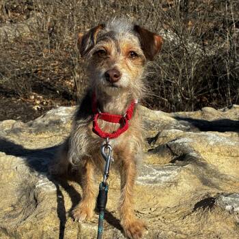 Dachshund and Yorkshire Terrier Dogs Available for Adoption - Fauna | PetCurious