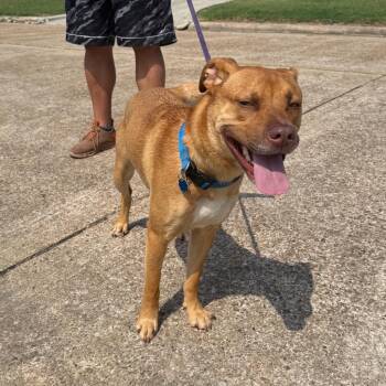 Labrador Retriever and American Staffordshire Terrier Dogs Available for Adoption in Spring, Texas - Peanut | PetCurious