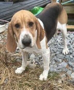 Rescue Treeing Walker Coonhound Dogs for Adoption in Cowen, West Virginia - CODY | PetCurious