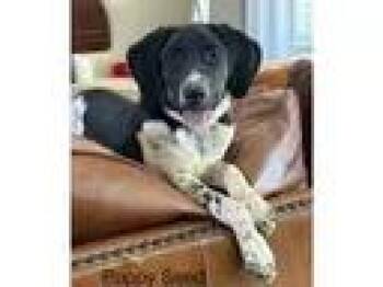 Poppy Seed (GA) -  Coonhound Dog for Adoption - Poppy Seed (GA) | PetCurious