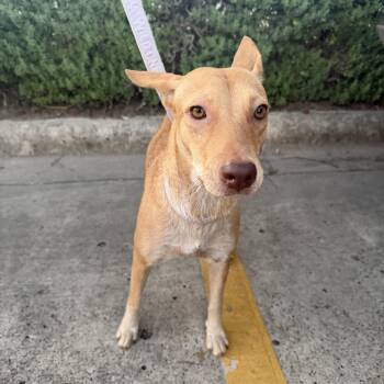 Maddy -  German Pinscher and Whippet Dog for Adoption in Harlingen, Texas - Maddy | PetCurious