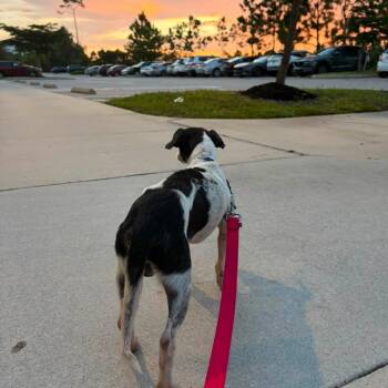 Ernest -  Mixed Breed Dog for Adoption - Ernest | PetCurious