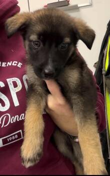 North -  German Shepherd Dog Dog for Adoption in Lake Cowichan, British Columbia - North | PetCurious