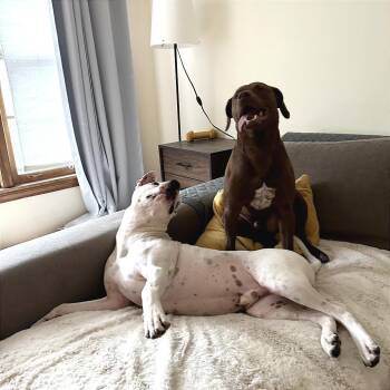 Hawk -  Labrador Retriever and Pit Bull Terrier Dog for Adoption in Chicago, Illinois - Hawk | PetCurious