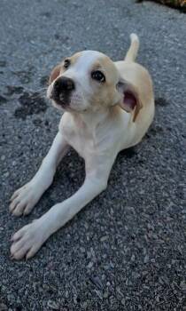 Goldie -  Hound Dog for Adoption in Cleveland, Tennessee - Goldie | PetCurious