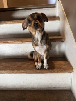 Ella -  Chihuahua Dog for Adoption in Auburn, Pennsylvania - Ella | PetCurious