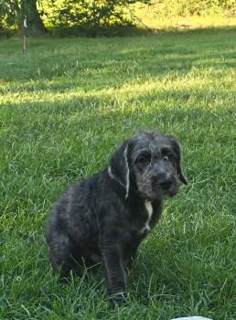 Charlie -  Poodle and Labrador Retriever Dog for Adoption in Mineral, Virginia - Charlie | PetCurious