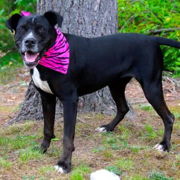 Rescue Mixed Breed Dogs for Adoption in Cheboygan, Michigan - Luna | PetCurious