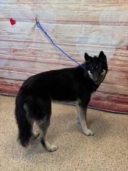 German Shepherd Dog and Akita Dogs Available for Adoption - MAYLEE | PetCurious