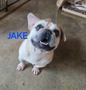Jake -  French Bulldog Dog for Adoption in Severance, Colorado - Jake | PetCurious