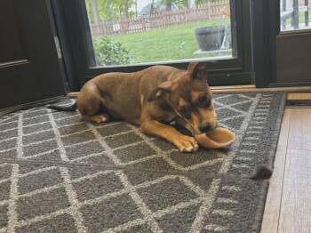 Pit Bull Terrier and Australian Cattle Dog Blue Heeler Dogs Available for Adoption in Muskego, Wisconsin - River The Gorgeous Mixed Breed Pup | PetCurious
