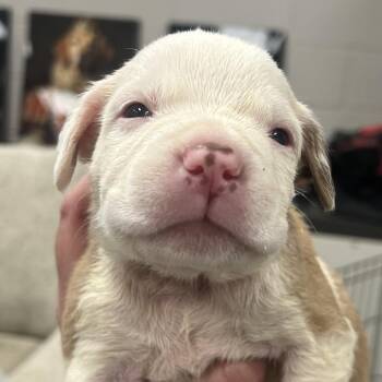 Banner -  Pit Bull Terrier Dog for Adoption in East St. Louis, Illinois - Banner | PetCurious