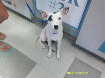 A480088 -  Terrier Dog for Adoption in Oklahoma City, Oklahoma - A480088 | PetCurious
