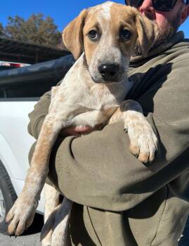 Rescue Australian Cattle Dog Blue Heeler Dogs for Adoption in Manchester, Tennessee - Nougat | PetCurious