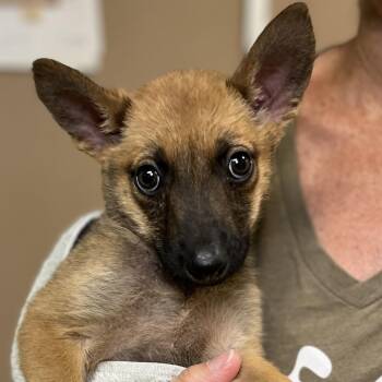 Shepherd Dogs Available for Adoption in Palm Springs, California - Boo | PetCurious