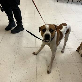 Mixed Breed Dogs Available for Adoption in Davenport, Iowa - Barkley | PetCurious