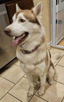 Rescue Husky Dogs for Adoption in Gardiner, New York - Maverick | PetCurious