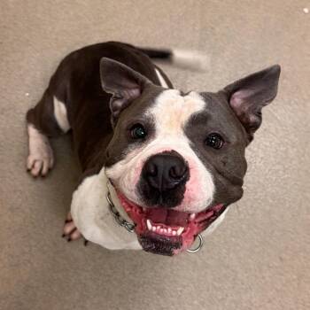 McGruber -  American Bulldog Dog for Adoption in Lynchburg, Virginia - McGruber | PetCurious