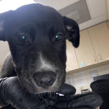 U.S.A -  Catahoula Leopard Dog and Australian Shepherd Dog for Adoption in Lakeland, Florida - U.S.A | PetCurious