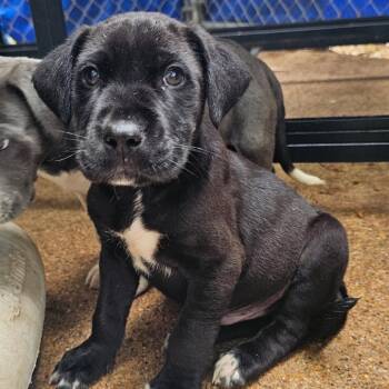Labrador Retriever Dogs Available for Adoption in Sterling, Massachusetts - Cook - 3 Months ( Avail 6/4) | PetCurious