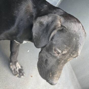 Nadia -  Pit Bull Terrier Dog for Adoption in Greensboro, North Carolina - Nadia | PetCurious