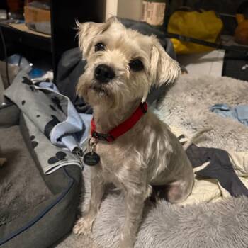 Rescue Terrier Dogs for Adoption in New York, New York - Chardonnay | PetCurious