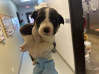 Mixed Breed Dogs Available for Adoption - MAGGIE MAE | PetCurious