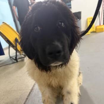 Oscar Meyer -  Newfoundland Dog Dog for Adoption in St. Louis, Missouri - Oscar Meyer | PetCurious