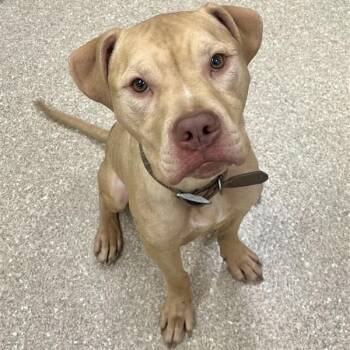 Wybie -  Pit Bull Terrier Dog for Adoption in Prince Frederick, Maryland - Wybie | PetCurious