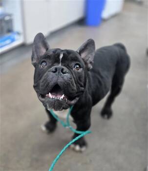 ROXY -  French Bulldog Dog for Adoption in Dallas, Texas - ROXY | PetCurious