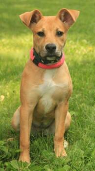 Honey -  Catahoula Leopard Dog and Boxer Dog for Adoption - Honey | PetCurious