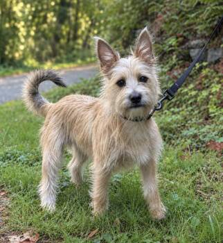 Bodie -  Yorkshire Terrier and Cairn Terrier Dog for Adoption in Puyallup, Washington - Bodie | PetCurious