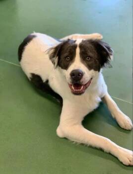 Spuds ***RESCUE CENTER*** -  Australian Shepherd and Collie Dog for Adoption in Aurora, Colorado - Spuds ***RESCUE CENTER*** | PetCurious
