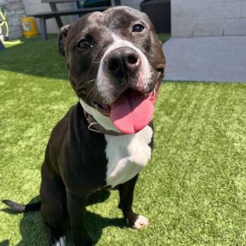 Pit Bull Terrier Dogs Available for Adoption in Matteson, Illinois - Cleo | PetCurious