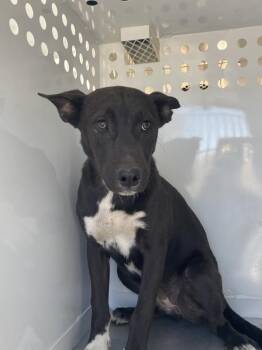 Pit Bull Terrier and Shepherd Dogs Available for Adoption in Victorville, California - Pebblez | PetCurious
