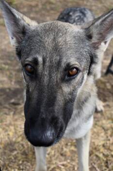 Ember -  German Shepherd Dog and Mixed Breed Dog for Adoption in Brownwood, Texas - Ember | PetCurious