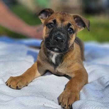 German Shepherd Dog Dogs Available for Adoption - Kleo | PetCurious