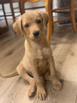 Lupine -  Labrador Retriever Dog for Adoption in Midway, Utah - Lupine | PetCurious