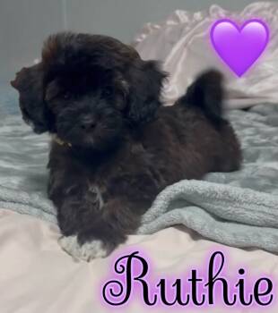 Ruthie -  Goldendoodle Dog for Sale in St. Cloud, Florida - Ruthie | PetCurious