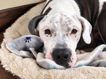 Gregory -  American Bulldog Dog for Adoption in Long Beach, New York - Gregory | PetCurious
