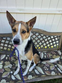 KOBE -  Beagle Dog for Adoption in Vandergrift, Pennsylvania - KOBE | PetCurious
